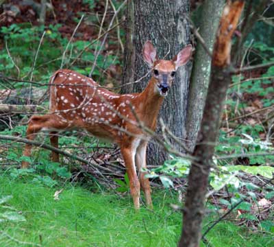 Baby Deer in Burlington Landlocked Forest