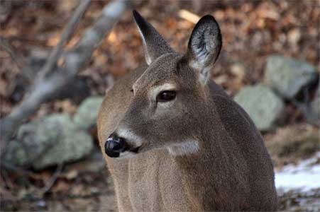 Deer in Burlington Landlocked Forest