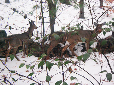 Deer in the Burlington Landlocked Forest