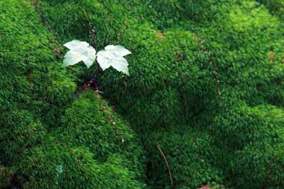Maple Tree in Moss in Burlington Landlocked Forest
