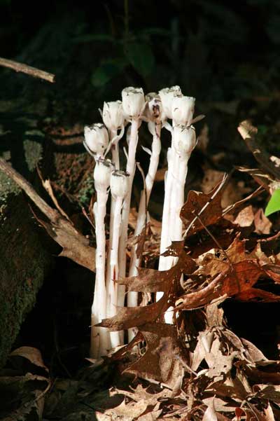 Mushroom Flowers in the landlocked Forest