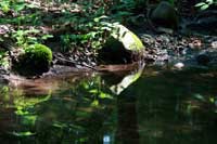 Vernal Pool in Burlington Landlocked Forest
