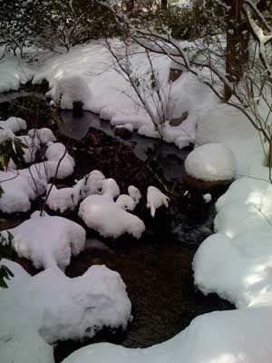 River in Burlington Landlocked Forest