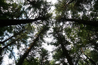 Up into the Trees in the Burlington Landlocked Forest