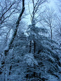 Winter in the Burlington Landlocked Forest